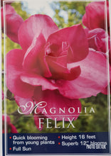 Magnolia 'Felix'