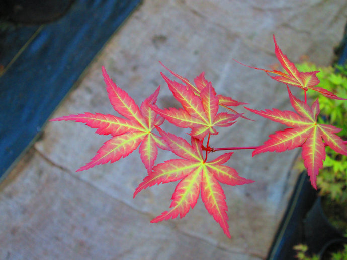 Acer Palmatum Green Broad-Leaf Japanese Maples