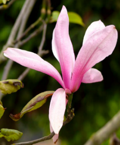 Magnolia 'Galaxy' print