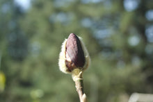 Magnolia 'Genie'