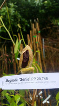 Magnolia 'Genie'