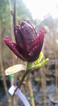 Magnolia 'Genie'