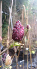 Magnolia 'Genie'