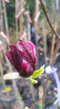 Magnolia 'Genie'