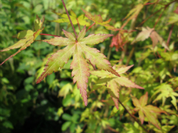 Acer Palmatum Green Broad-Leaf Japanese Maples