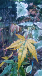 Acer Palmatum Green Broad-Leaf Japanese Maples