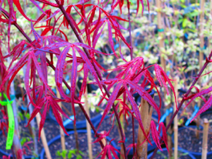 Acer Palmatum 'Hubbs Red Willow'  Japanese Maples