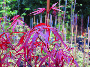 Acer Palmatum 'Hubbs Red Willow'  Japanese Maples
