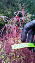 Acer Palmatum 'Hubbs Red Willow'  Japanese Maples