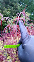 Acer Palmatum 'Hubbs Red Willow'  Japanese Maples
