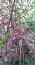 Acer Palmatum 'Hubbs Red Willow'  Japanese Maples
