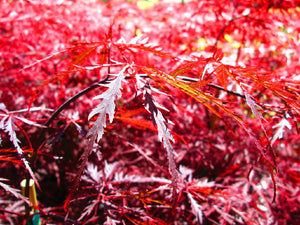 Acer Palmatum 'Inabe Shidare' Japanese Maples