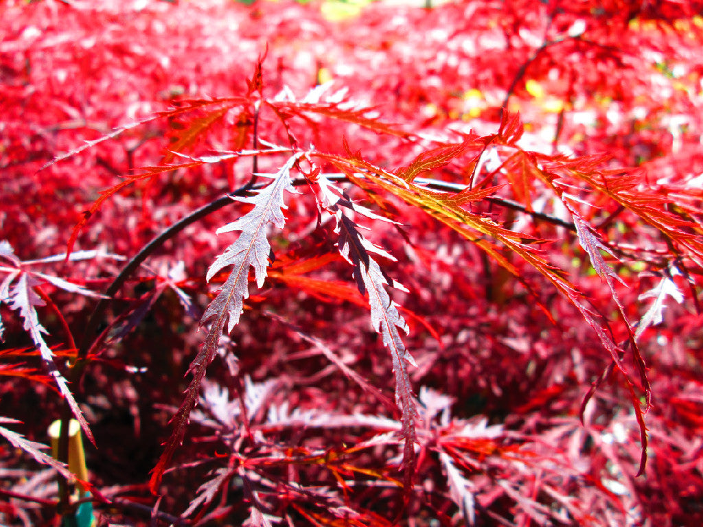 Acer Palmatum 'Inabe Shidare' Japanese Maples