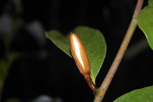 Magnolia 'Inspiration' Evergreen Magnolias