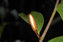 Magnolia 'Inspiration' Evergreen Magnolias