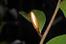 Magnolia 'Inspiration' Evergreen Magnolias