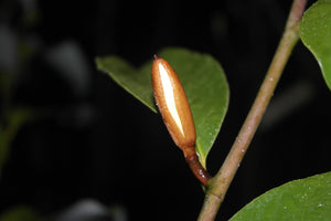 Magnolia 'Inspiration' Evergreen Magnolias