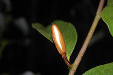 Magnolia 'Inspiration' Evergreen Magnolias
