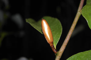 Magnolia 'Inspiration' Evergreen Magnolias