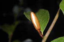 Magnolia 'Inspiration' Evergreen Magnolias