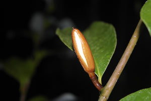 Magnolia 'Inspiration' Evergreen Magnolias