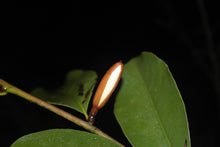 Magnolia 'Inspiration' Evergreen Magnolias