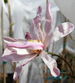 Magnolia 'Leonard Messel' print