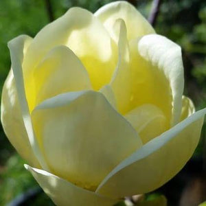 Magnolia 'Lois' print