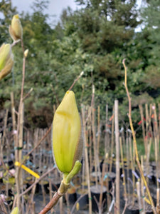 Magnolia 'Elizabeth'