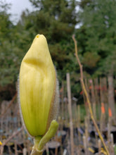Magnolia 'Elizabeth'