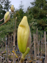Magnolia 'Elizabeth'