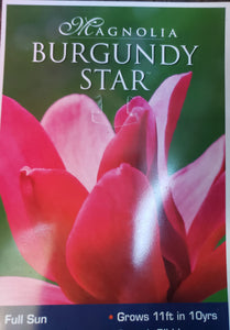 Magnolia 'Burgundy Star'