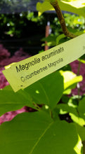 Magnolia  Acuminata