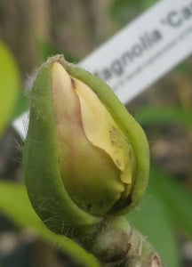 Magnolia 'Cameo'