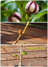 Magnolia Figo 'Port of Wine' Banana Shrub