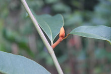 Magnolia 'Inspiration' Evergreen Magnolias