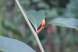Magnolia 'Inspiration' Evergreen Magnolias