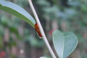 Magnolia 'Inspiration' Evergreen Magnolias