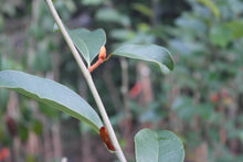 Magnolia 'Inspiration' Evergreen Magnolias