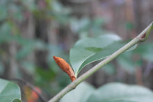 Magnolia 'Inspiration' Evergreen Magnolias