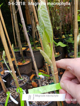 Magnolia Macrophylla