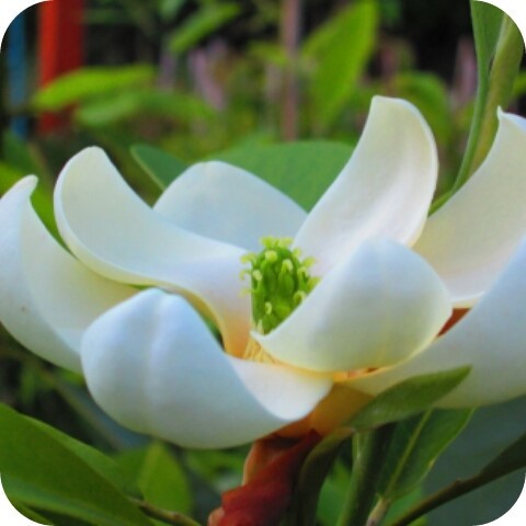 Magnolia 'Moonglow' print