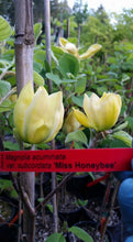 Magnolia 'Miss HoneyBee'