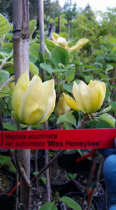 Magnolia 'Miss HoneyBee'