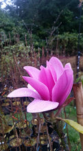 Magnolia 'Margaret Helen'