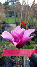 Magnolia 'Margaret Helen'