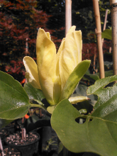 Magnolia 'Miss HoneyBee'