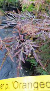 Acer Palmatum 'Orangeola' Japanese Maples