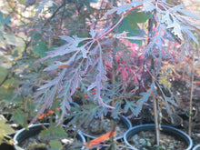 Acer Palmatum 'Orangeola' Japanese Maples
