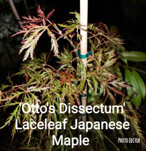 Otto's Dissectum green lace leaf Japanese Maples
